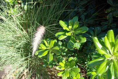 DSC_0039 (Large).JPG